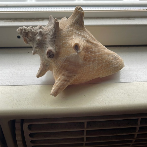 Shell - Picture 1 of 6